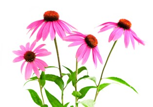 Echinacea purpurea plant